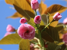 学院春花烂漫时（一）